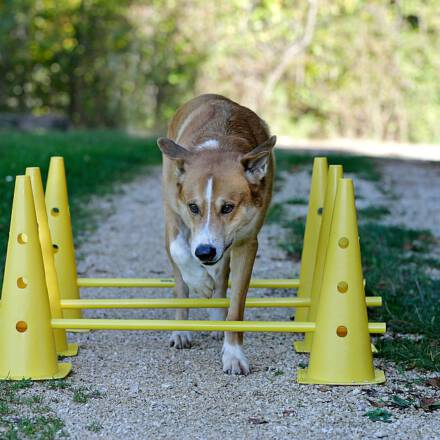 comp_Beschta Hundeschule_2022_10_27_0193_1