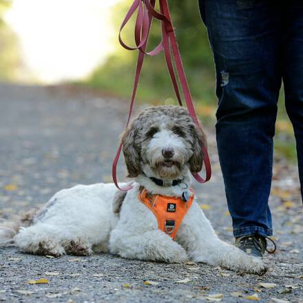 comp_Beschta Hundeschule_2022_10_27_0336_1