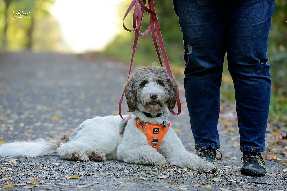 comp_Beschta Hundeschule_2022_10_27_0336_1