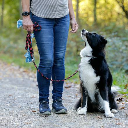 comp_Beschta Hundeschule_2022_10_27_0401_1