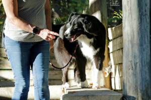 comp_Beschta Hundeschule_2022_10_27_0717_1