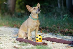 comp_Beschta Hundeschule_2022_10_27_0865_1