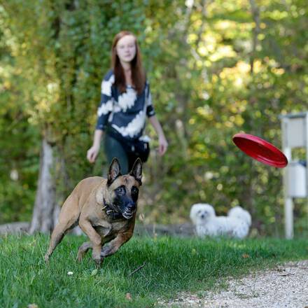 comp_Beschta Hundeschule_2022_10_27_0244_1