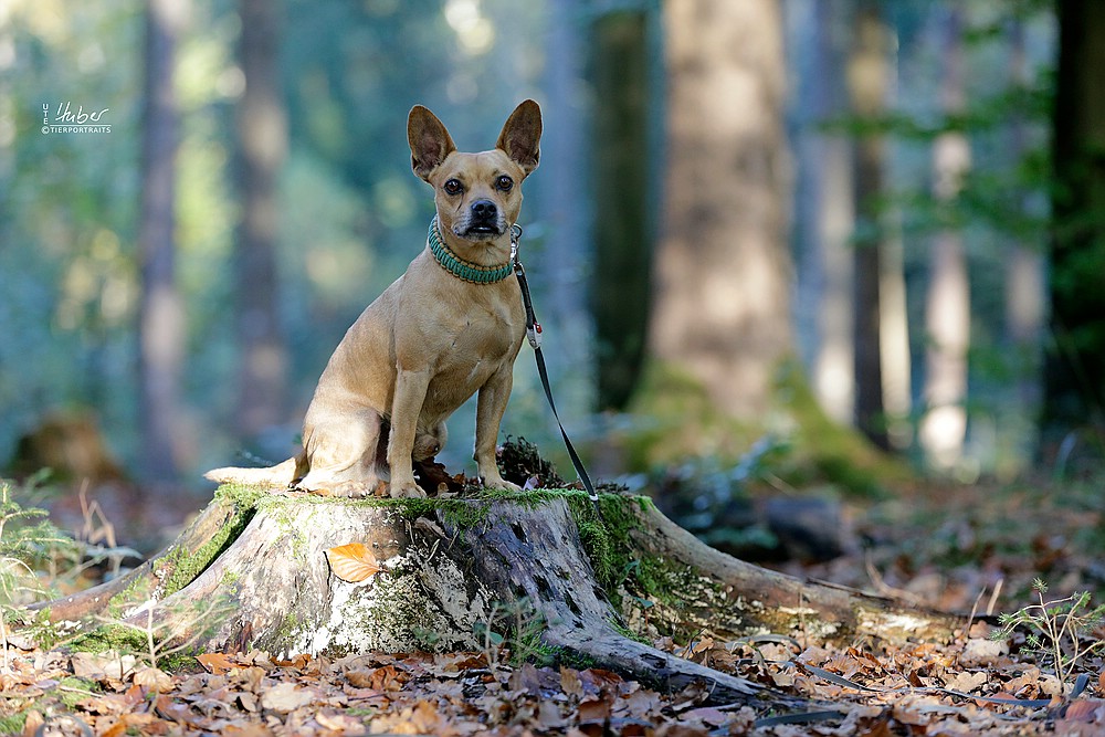 comp_Beschta Hundeschule_2022_10_27_0638_1