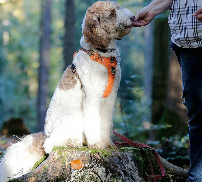 comp_Beschta Hundeschule_2022_10_27_0666_1