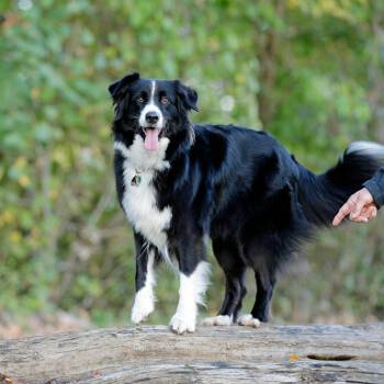comp_Beschta Hundeschule_2022_10_27_1316_1