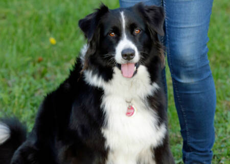 Beschta Hundeschule kl
