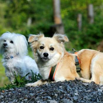 Minihunde_2 Minihunde_2