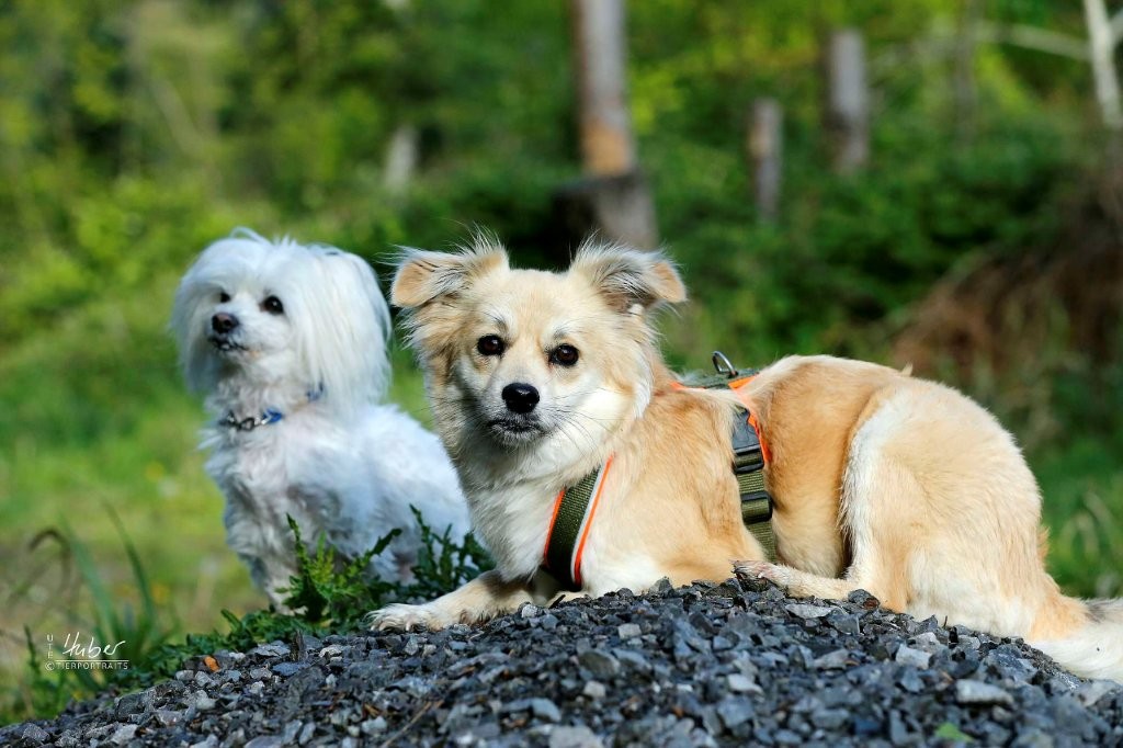 Minihunde_2